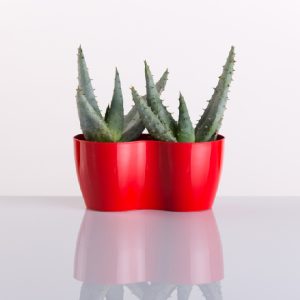 Zardinjera za kaktuse i sukulente 2 x Ø7